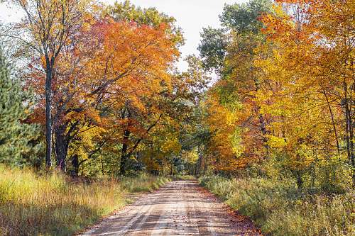 dirt road maple leaf during daytime road